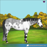 Horse Color:Blue Roan Splash 