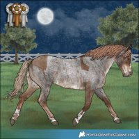 Horse Color:Liver Red Dun Rabicano Brindle  and Liver Red Roan Rabicano 