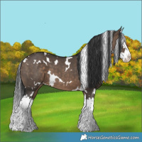 Horse Color:White Spotted Brown Dun Splash 