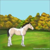Horse Color:Bay Roan Dun Splash Tobiano 