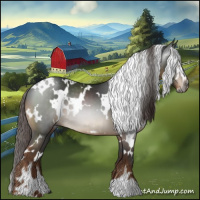 Horse Color:Gray White Spotted Liver Chestnut Sabino