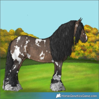 Horse Color:White Spotted Brown Dun 