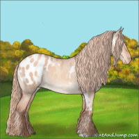 Horse Color:White Spotted Gold Champagne Dun Appaloosa 