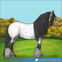 Horse Color:Grullo Tobiano Appaloosa Rabicano 