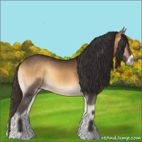Horse Color:Buckskin Onyx 
