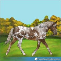 Horse Color:White Spotted Chocolate Palomino 