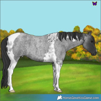 Horse Color:Blue Roan Tobiano 