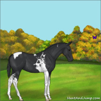 Horse Color:Black Tobiano 