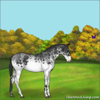 Horse Color:White Spotted Blue Roan 