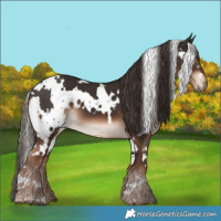 Horse Color:White Spotted Liver Chestnut 