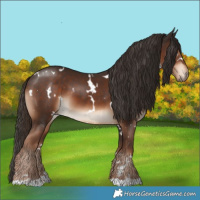 Horse Color:White Spotted Liver Chestnut 