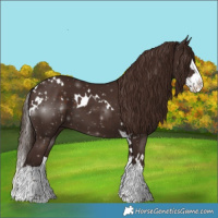 Horse Color:White Spotted Liver Chestnut Splash 