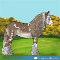 Horse Color:White Spotted Liver Red Dun Splash 