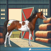 Horse Color:Bay Tobiano Frame 