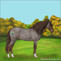 Horse Color:Liver Red Roan 