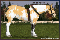 Horse Color:White Spotted Buckskin Appaloosa