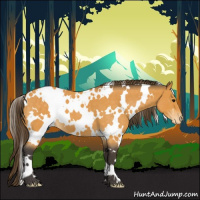 Horse Color:White Spotted Buckskin Roan Appaloosa 