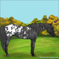 Horse Color:Midnight Blue Ice Roan Blanket 