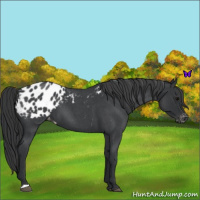 Horse Color:Blue Roan Appaloosa 