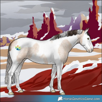 Horse Color:Amber Champagne Roan Splash Tobiano 