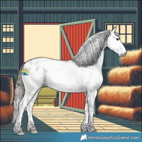 Horse Color:Gray Bay Splash Appaloosa 