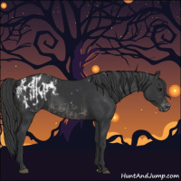 Horse Color:Black  and Black Appaloosa 