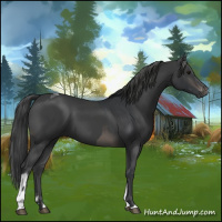Horse Color:Black and Black Tobiano