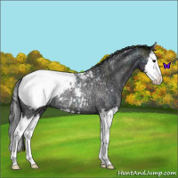 Horse Color:Midnight Blue Roan Splash Snowcap Rabicano 