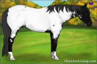 Horse Color:Midnight Black Near Fewspot Rabicano 