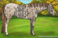 Horse Color:Blue Roan Appaloosa and Smoky Blue Roan Pearl