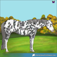 Horse Color:Midnight Blue Ice Roan Splash Appaloosa Rabicano 