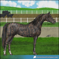 Horse Color:Black Pearl  and Black 