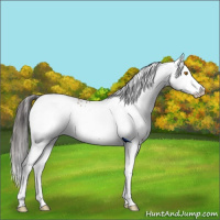 Horse Color:White Spotted Sable Champagne Splash 