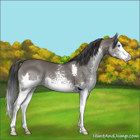 Horse Color:White Spotted Grullo Splash 