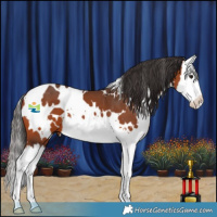 Horse Color:White Spotted Bay Splash