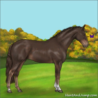 Horse Color:Liver Chestnut Tobiano