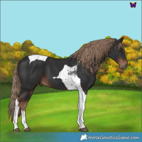 Horse Color:Liver Chestnut Tobiano 
