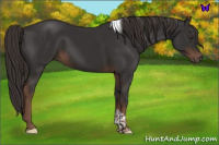 Horse Color:Liver Chestnut Tobiano 