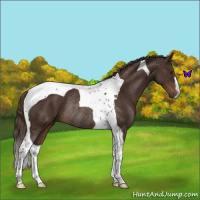 Horse Color:Liver Chestnut Tobiano Rabicano 