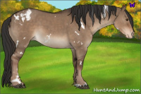 Horse Color:White Spotted Liver Red Dun Appaloosa 