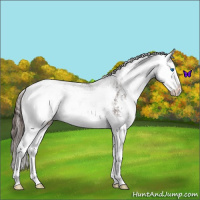 Horse Color:Liver Chestnut Sabino Splash 