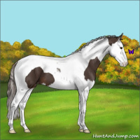 Horse Color:Liver Chestnut Splash Tobiano Appaloosa