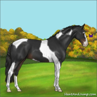 Horse Color:Liver Chestnut Sabino Tobiano 