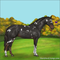 Horse Color:White Spotted Liver Chestnut Tobiano Rabicano