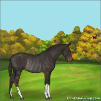 Horse Color:Liver Chestnut Rabicano 