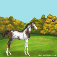 Horse Color:White Spotted Liver Chestnut 