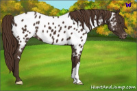 Horse Color:Liver Chestnut Near Leopard 
