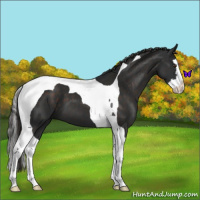 Horse Color:Liver Chestnut Splash Tobiano 