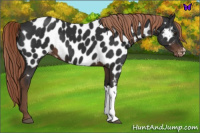 Horse Color:Liver Chestnut Near Leopard 