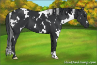 Horse Color:White Spotted Black 